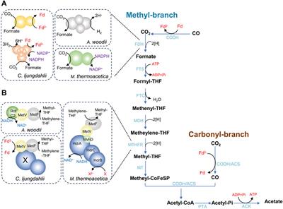 Engineered acetogenic bacteria as microbial cell factory for diversified biochemicals